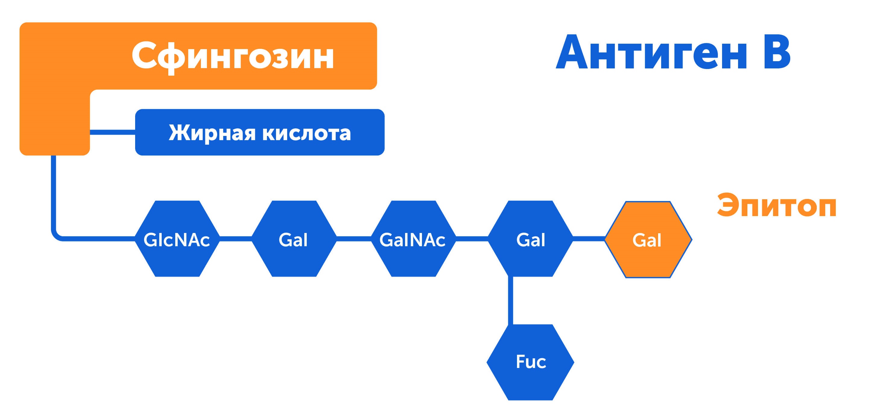 Антиген В, новейшие данные о группах крови