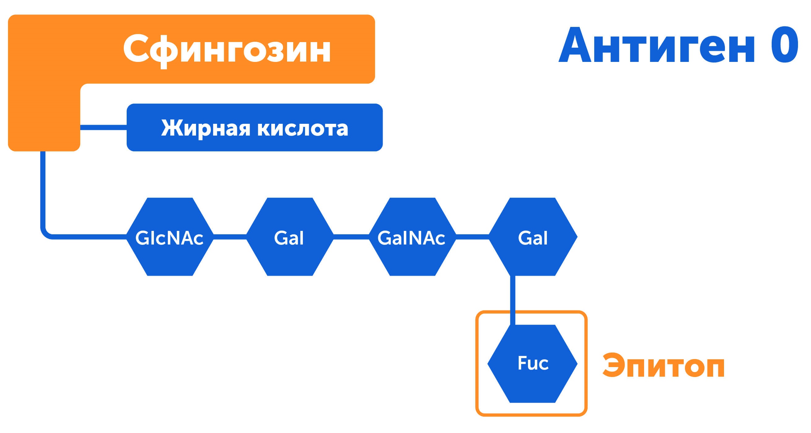 Группы крови, прежняя теория устарела