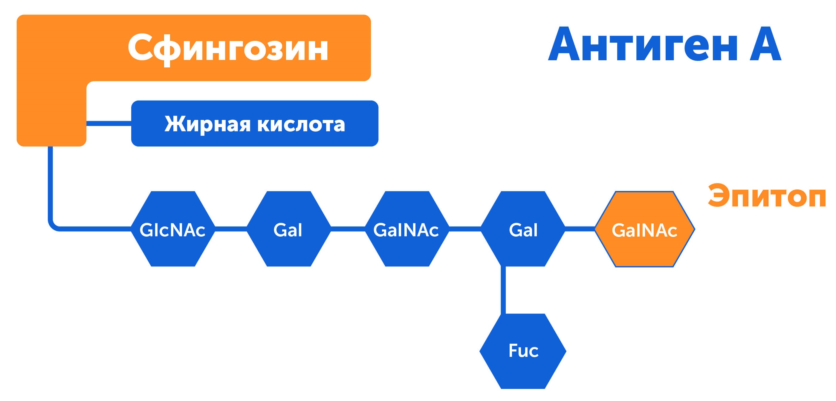 Антиген А, новейшие данные о группах крови 