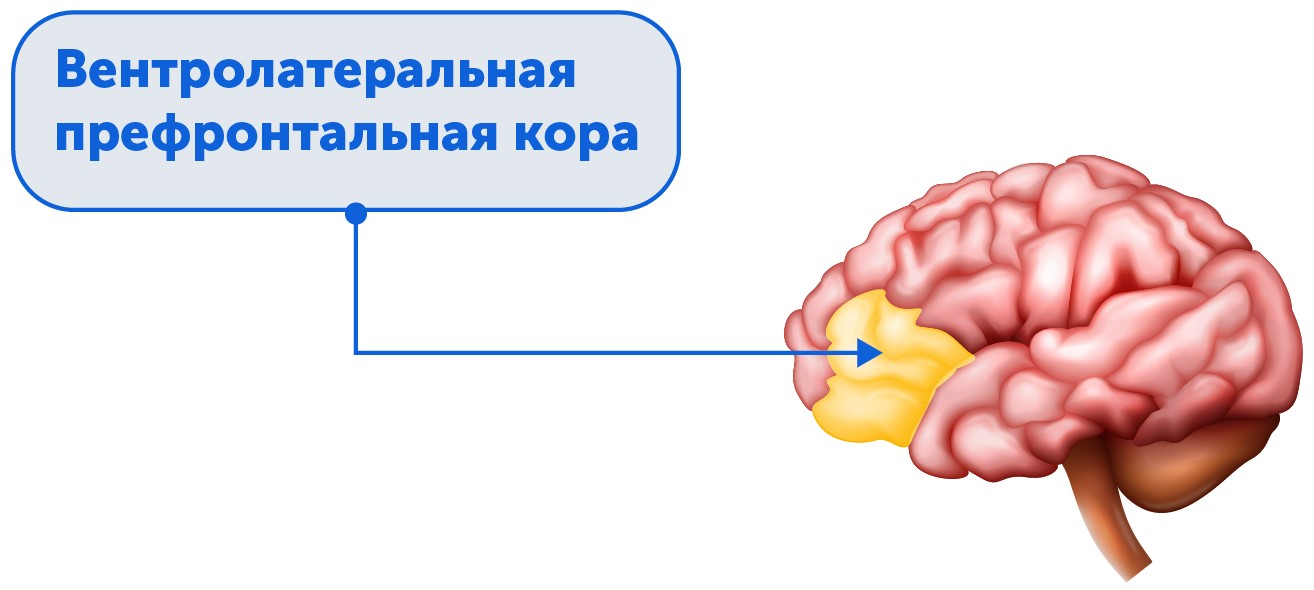 Способности мозга, научные факты