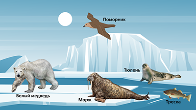 Арктическая пустыня