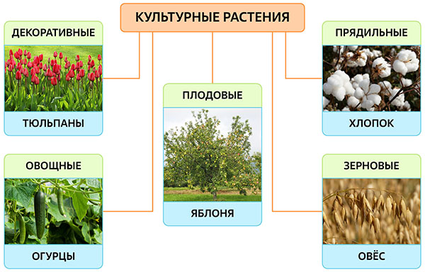 Культурные растения