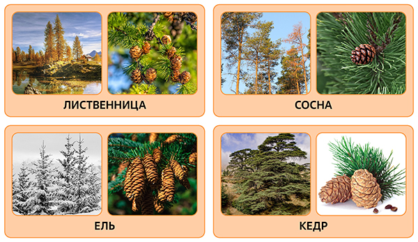Хвойные растения