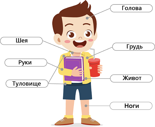 Внешнее строение тела человека