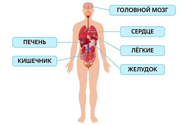 Внутреннее строение тела человека