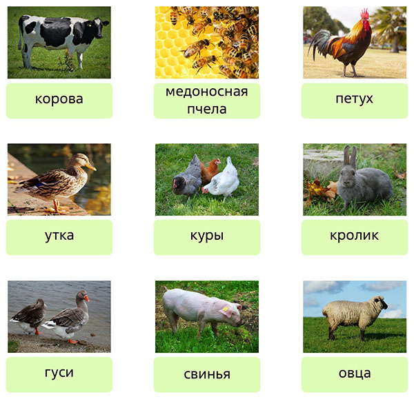 Домашние животные